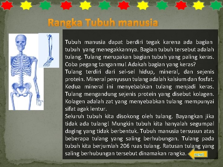 Rangka Tubuh manusia dapat berdiri tegak karena ada bagian tubuh yang menegakkannya. Bagian tubuh