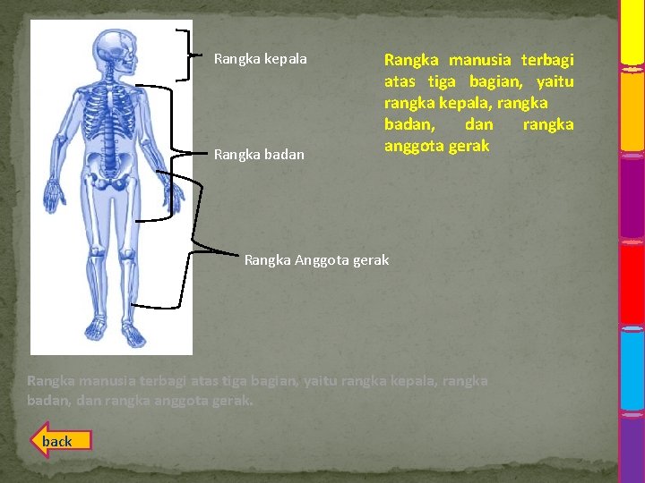 Rangka kepala Rangka badan Rangka manusia terbagi atas tiga bagian, yaitu rangka kepala, rangka