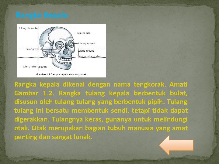 Rangka Kepala Rangka kepala dikenal dengan nama tengkorak. Amati Gambar 1. 2. Rangka tulang