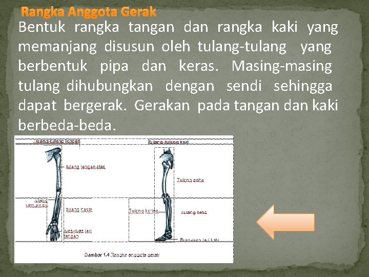 Rangka Anggota Gerak Bentuk rangka tangan dan rangka kaki yang memanjang disusun oleh tulang-tulang