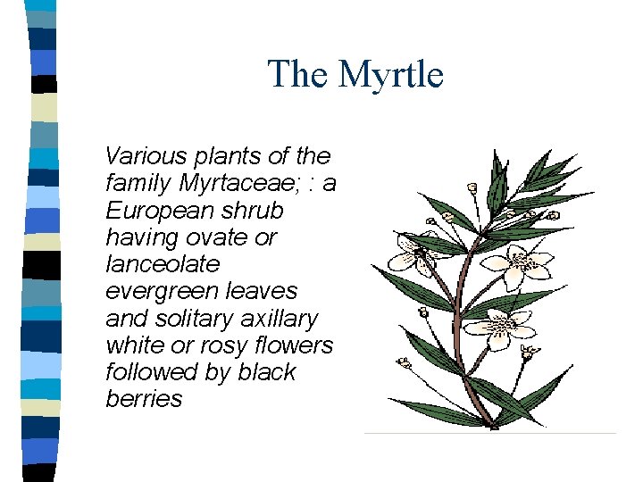 The Myrtle Various plants of the family Myrtaceae; : a European shrub having ovate