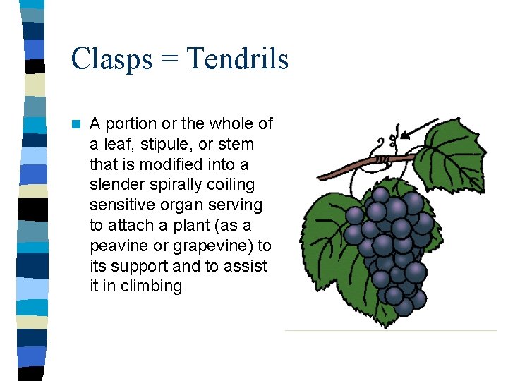 Clasps = Tendrils n A portion or the whole of a leaf, stipule, or