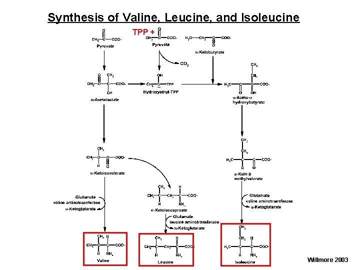 Synthesis of Valine, Leucine, and Isoleucine TPP + Willmore 2003 