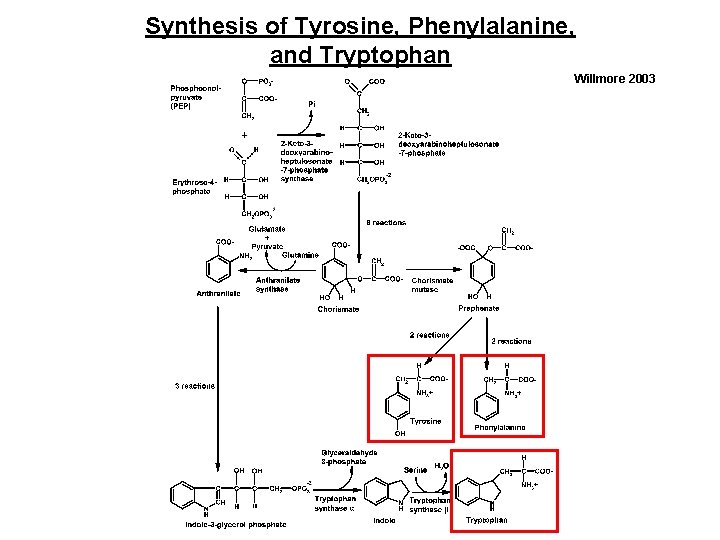 Synthesis of Tyrosine, Phenylalanine, and Tryptophan Willmore 2003 