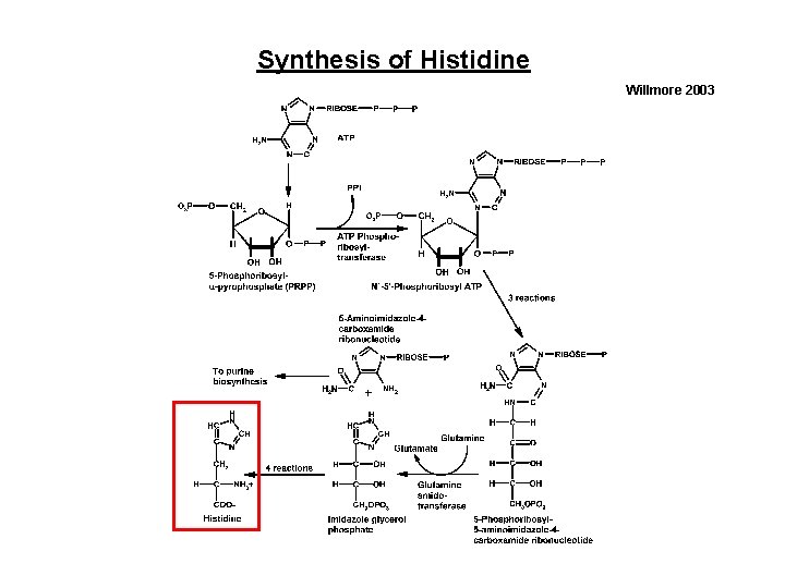 Synthesis of Histidine Willmore 2003 