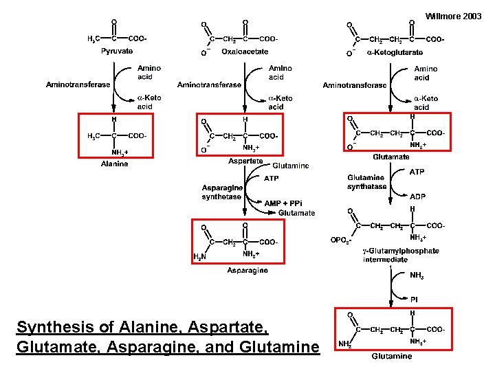 Willmore 2003 Synthesis of Alanine, Aspartate, Glutamate, Asparagine, and Glutamine 