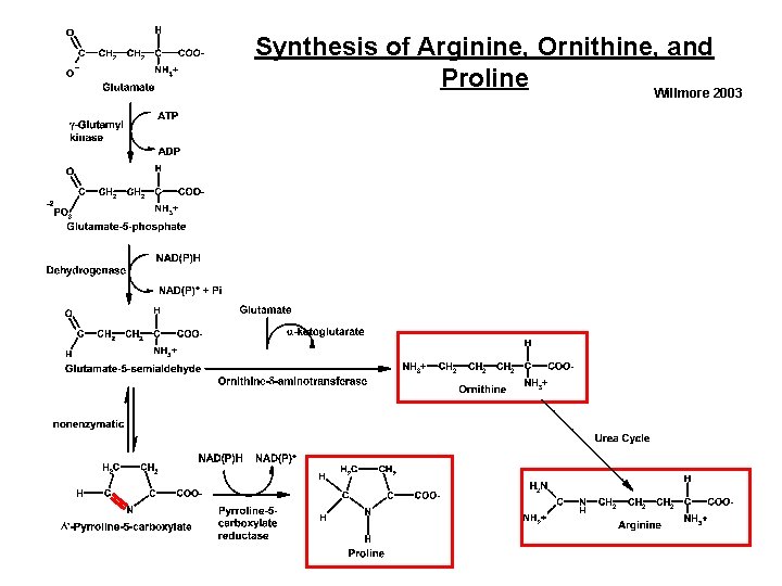 Synthesis of Arginine, Ornithine, and Proline Willmore 2003 