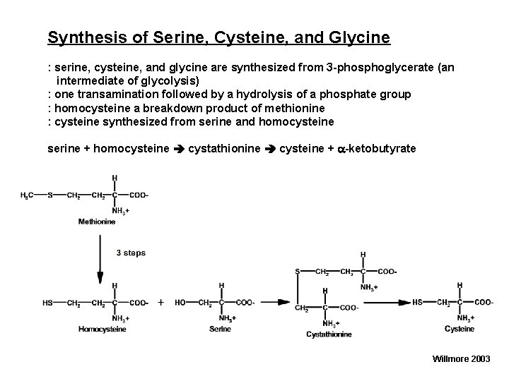 Synthesis of Serine, Cysteine, and Glycine : serine, cysteine, and glycine are synthesized from