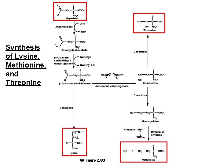 Synthesis of Lysine, Methionine, and Threonine Willmore 2003 