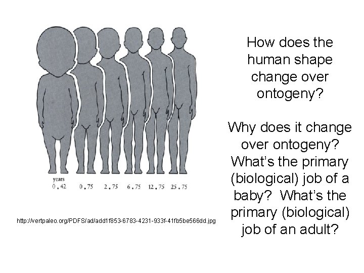 How does the human shape change over ontogeny? http: //vertpaleo. org/PDFS/ad/add 1 f 853