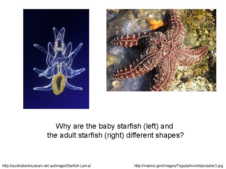 Why are the baby starfish (left) and the adult starfish (right) different shapes? http: