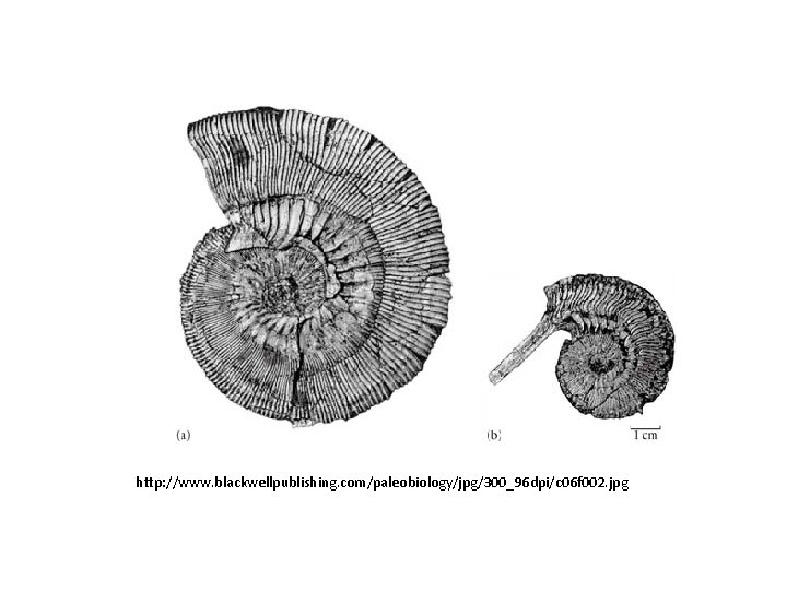 http: //www. blackwellpublishing. com/paleobiology/jpg/300_96 dpi/c 06 f 002. jpg 