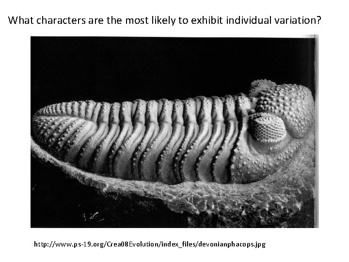 What characters are the most likely to exhibit individual variation? http: //www. ps-19. org/Crea