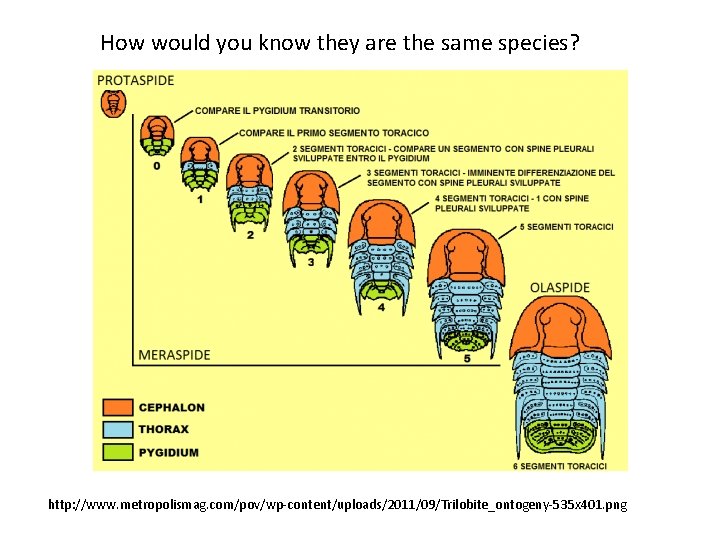 How would you know they are the same species? http: //www. metropolismag. com/pov/wp-content/uploads/2011/09/Trilobite_ontogeny-535 x