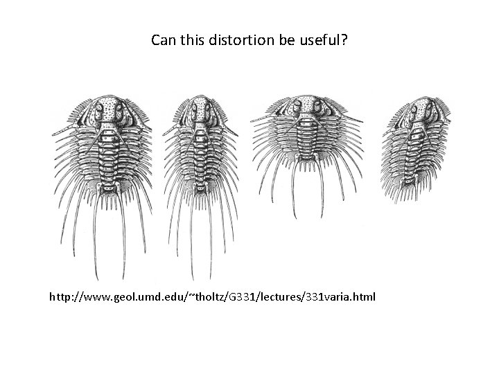 Can this distortion be useful? http: //www. geol. umd. edu/~tholtz/G 331/lectures/331 varia. html 