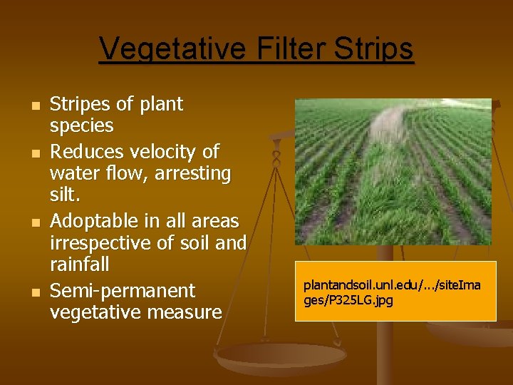 Vegetative Filter Strips n n Stripes of plant species Reduces velocity of water flow,