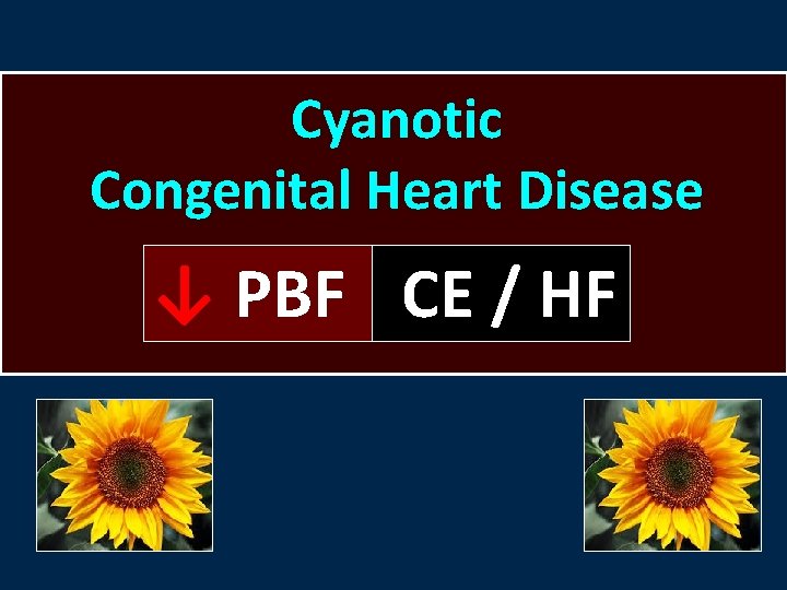 Cyanotic Congenital Heart Disease ↓ PBF CE / HF 