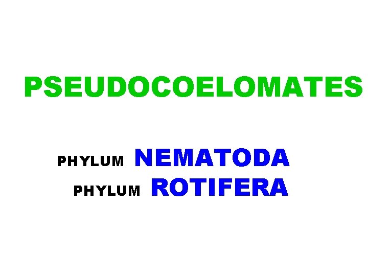 PSEUDOCOELOMATES NEMATODA PHYLUM ROTIFERA PHYLUM 