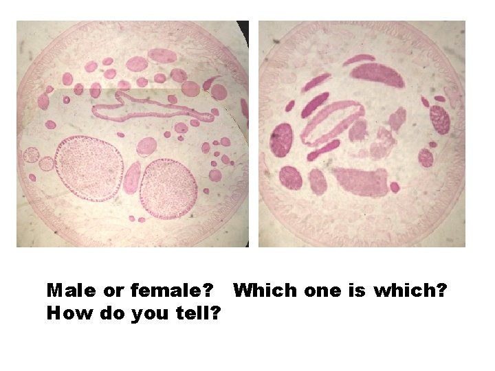 Male or female? Which one is which? How do you tell? 