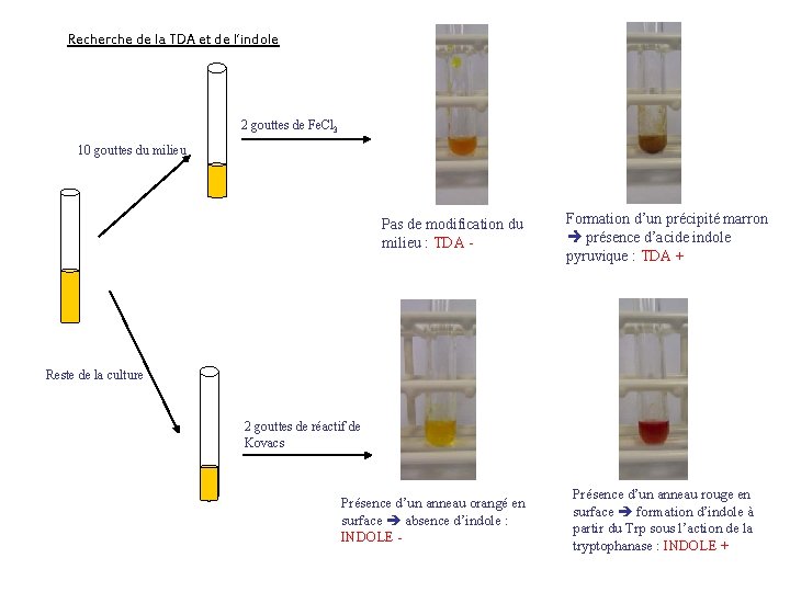 Recherche de la TDA et de l’indole 2 gouttes de Fe. Cl 3 10