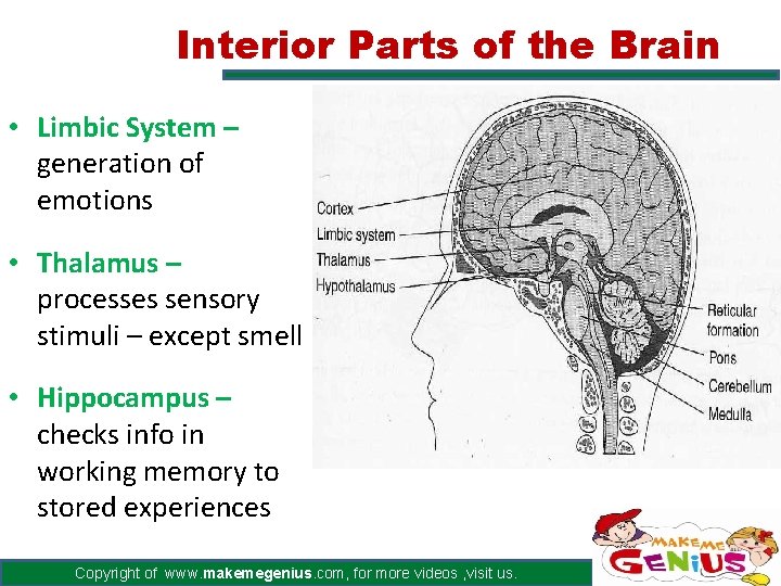 Interior Parts of the Brain • Limbic System – generation of emotions • Thalamus