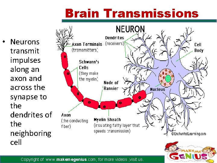 Brain Transmissions • Neurons transmit impulses along an axon and across the synapse to