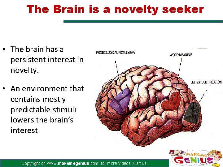 The Brain is a novelty seeker • The brain has a persistent interest in