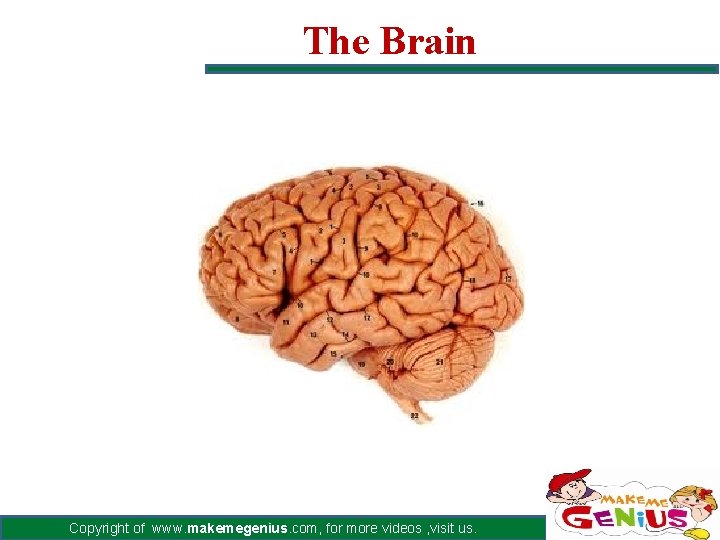 The Brain Copyright of www. makemegenius. com, for more videos , visit us. 