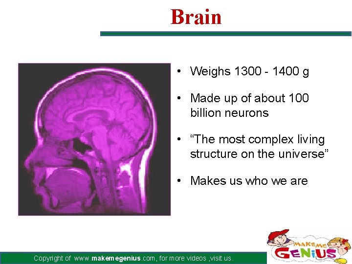 Brain • Weighs 1300 - 1400 g • Made up of about 100 billion