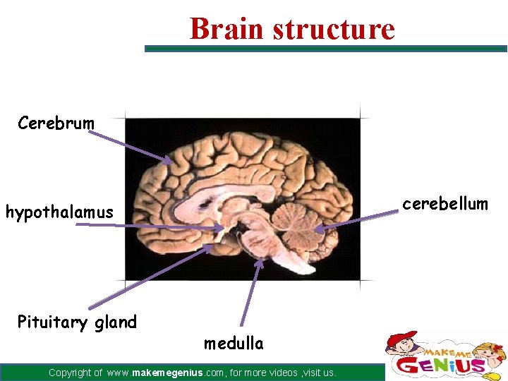 Brain structure Cerebrum cerebellum hypothalamus Pituitary gland medulla Copyright of www. makemegenius. com, for