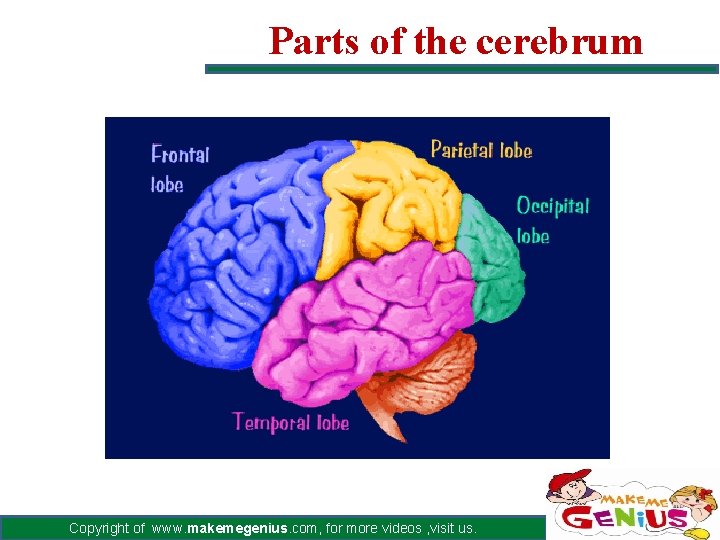 Parts of the cerebrum Copyright of www. makemegenius. com, for more videos , visit