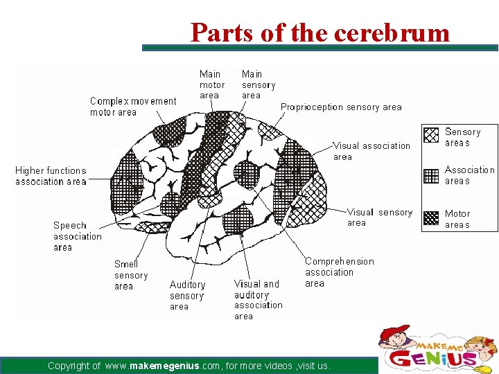 Parts of the cerebrum Copyright of www. makemegenius. com, for more videos , visit