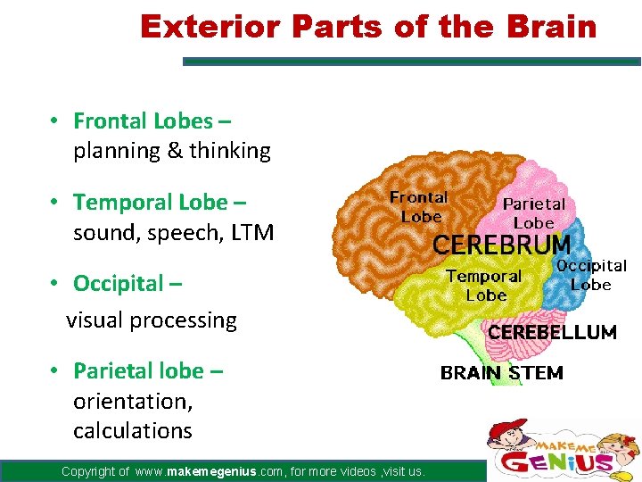 Exterior Parts of the Brain • Frontal Lobes – planning & thinking • Temporal