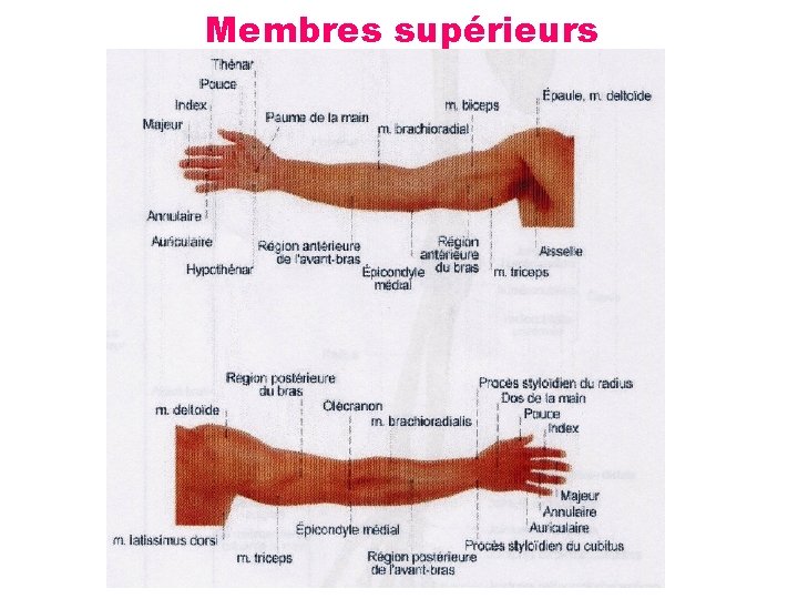 Membres supérieurs 