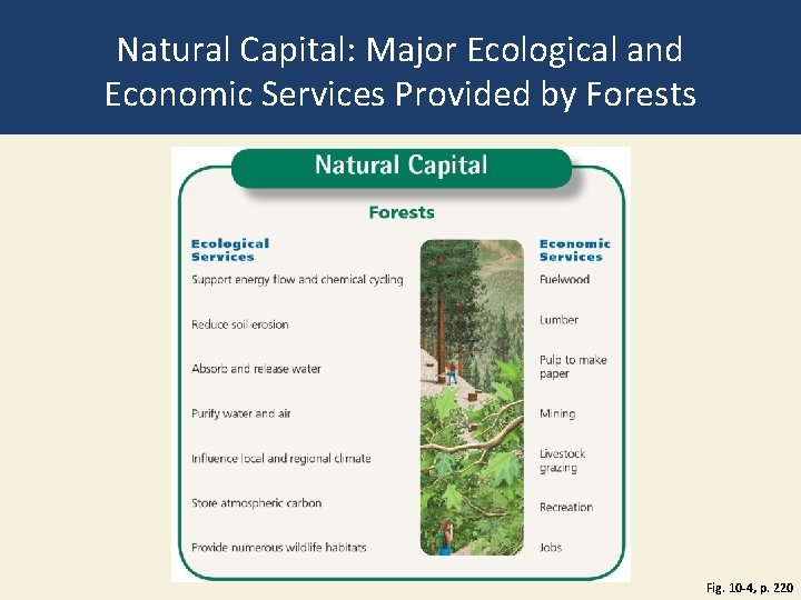 Natural Capital: Major Ecological and Economic Services Provided by Forests Fig. 10 -4, p.