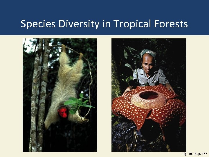 Species Diversity in Tropical Forests Fig. 10 -13, p. 227 