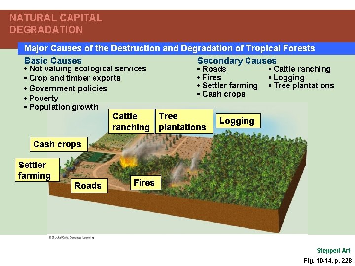 NATURAL CAPITAL DEGRADATION Major Causes of the Destruction and Degradation of Tropical Forests Basic