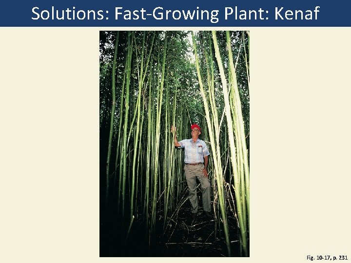 Solutions: Fast-Growing Plant: Kenaf Fig. 10 -17, p. 231 