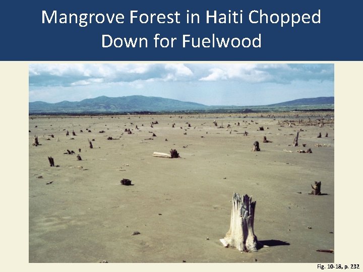 Mangrove Forest in Haiti Chopped Down for Fuelwood Fig. 10 -18, p. 232 