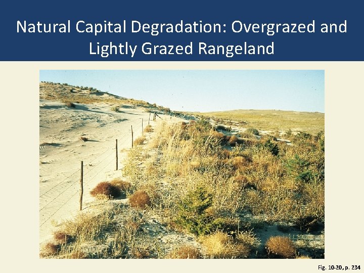 Natural Capital Degradation: Overgrazed and Lightly Grazed Rangeland Fig. 10 -20, p. 234 