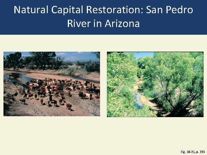 Natural Capital Restoration: San Pedro River in Arizona Fig. 10 -21, p. 235 