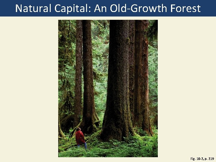 Natural Capital: An Old-Growth Forest Fig. 10 -2, p. 219 