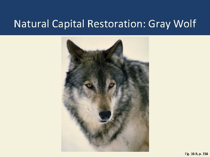 Natural Capital Restoration: Gray Wolf Fig. 10 -B, p. 238 