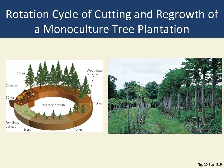 Rotation Cycle of Cutting and Regrowth of a Monoculture Tree Plantation Fig. 10 -3,