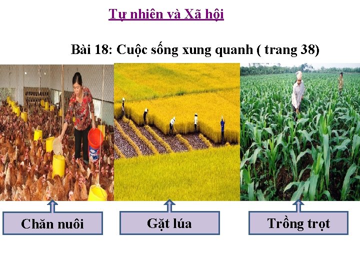 Tự nhiên và Xã hội Bài 18: Cuộc sống xung quanh ( trang 38)