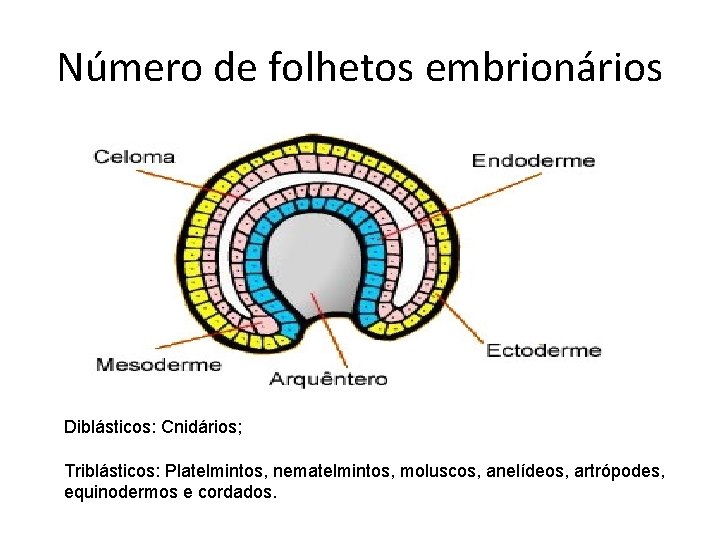 Número de folhetos embrionários Diblásticos: Cnidários; Triblásticos: Platelmintos, nematelmintos, moluscos, anelídeos, artrópodes, equinodermos e