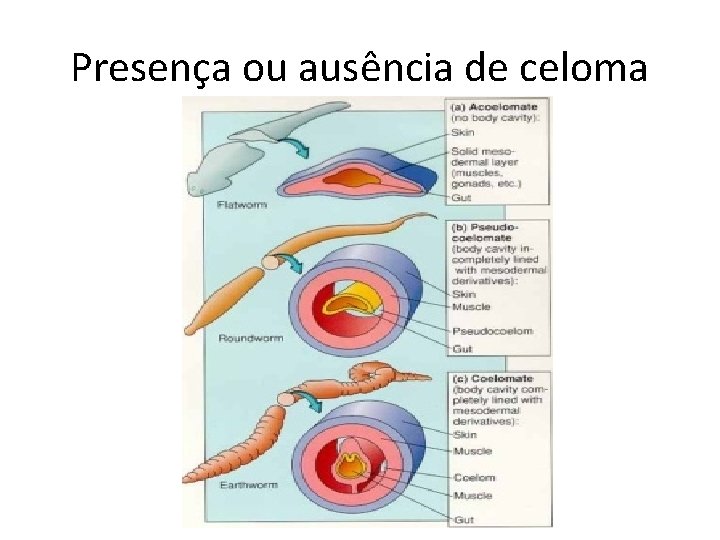 Presença ou ausência de celoma 