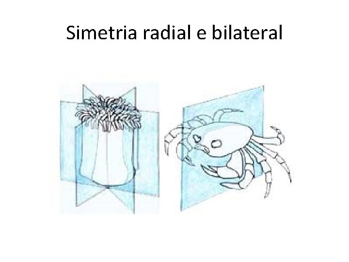 Simetria radial e bilateral 