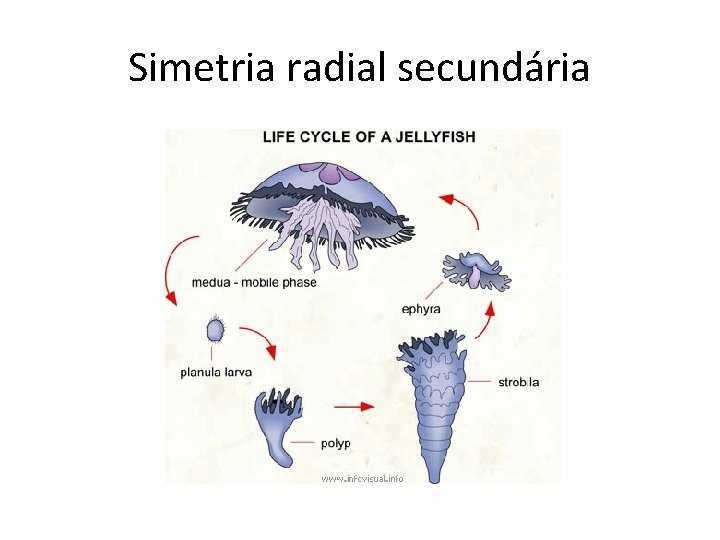 Simetria radial secundária 