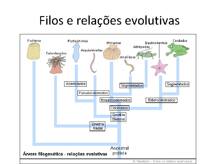 Filos e relações evolutivas 